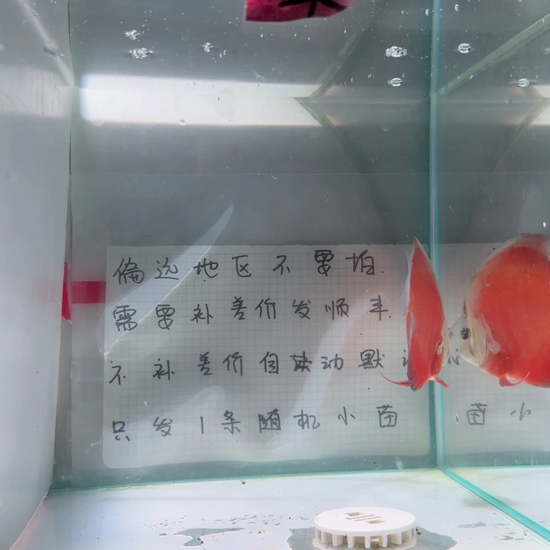 七彩神仙鱼肉身7-8偏远地区不拍