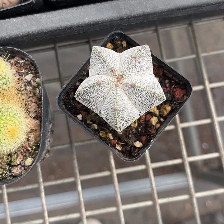 我也不知道我为什么要这样