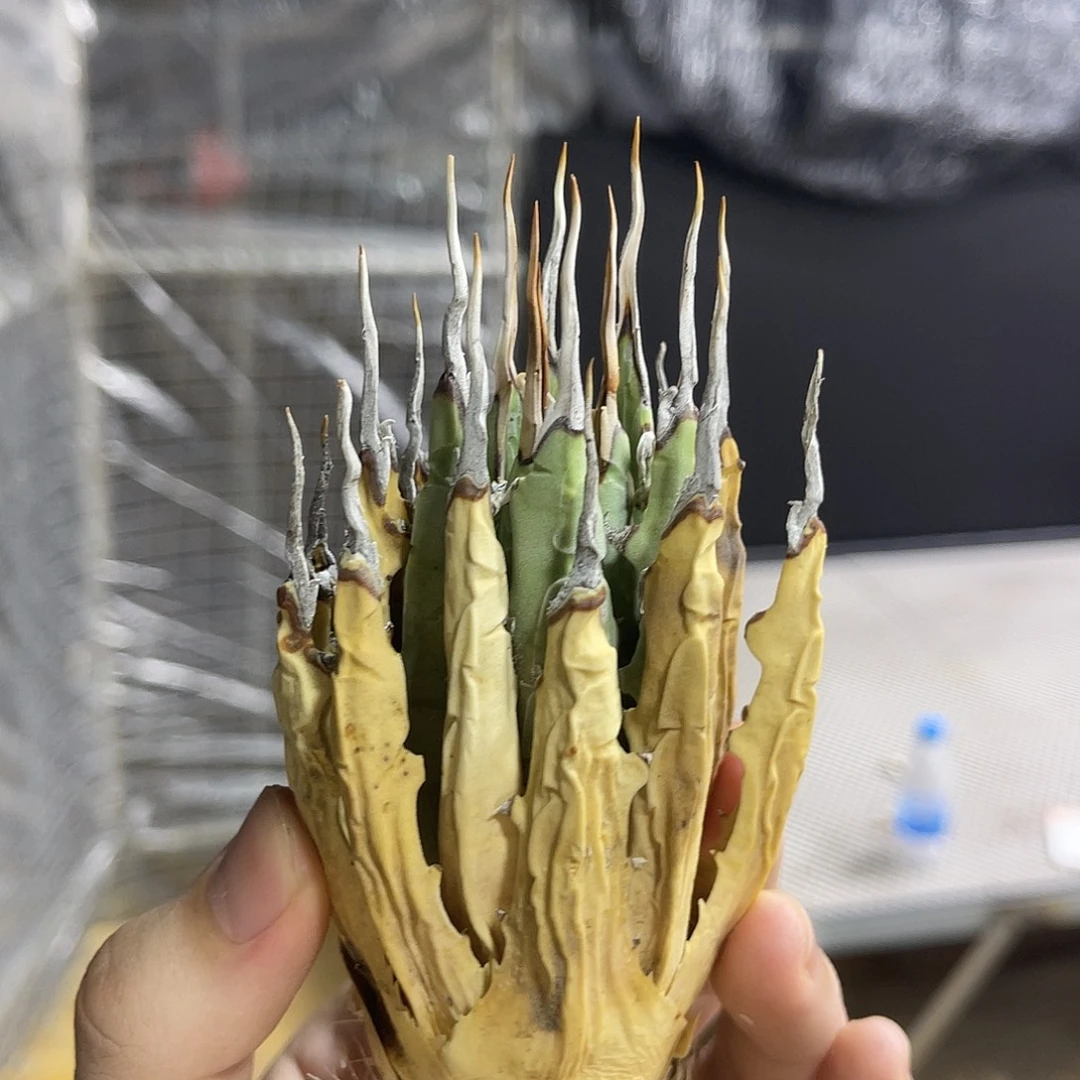 生桩111111111111