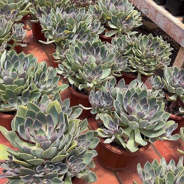琼斯12.99多肉植物精品