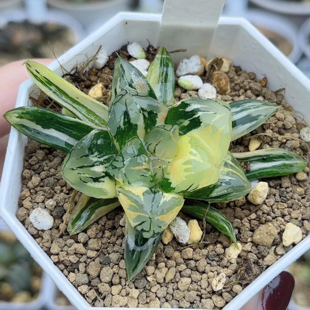 231花水晶玉露锦福利专场