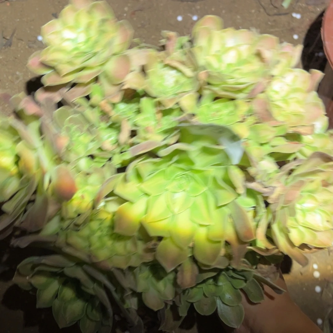 韶华火焰山痛体097号