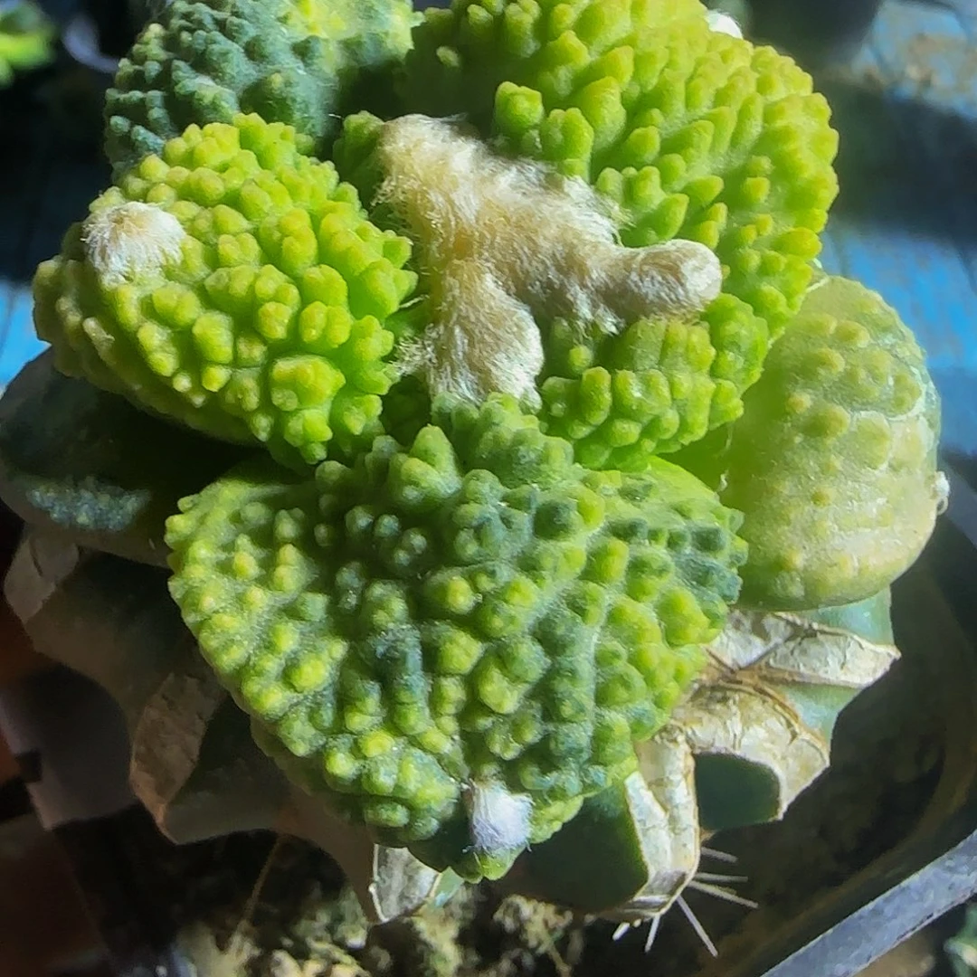 颗粒哥斯拉锦826仙人球开花