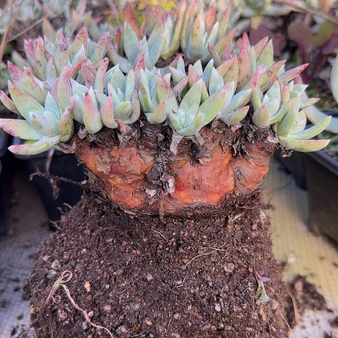 6868海瑟缀化仙女杯多肉