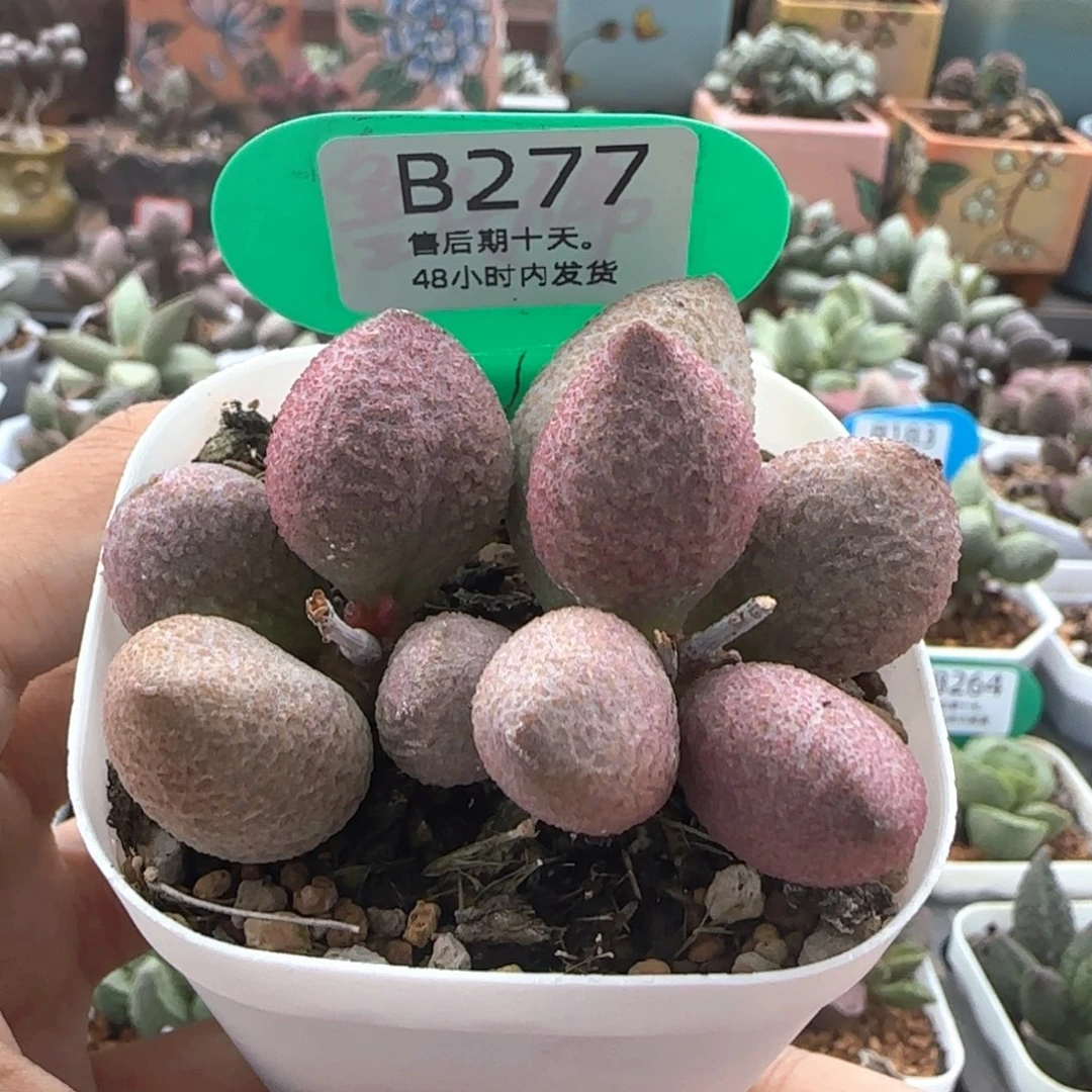 福利。    277。