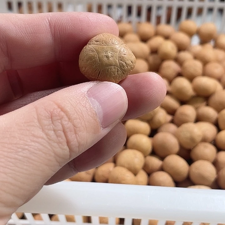 手串凤眼菩提尼泊尔小凤眼