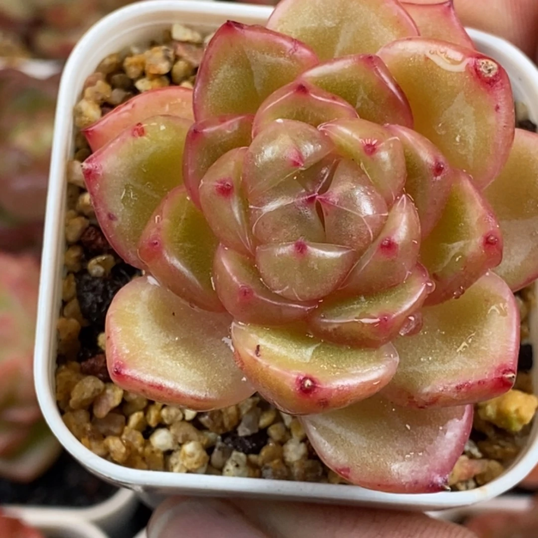 天官赐福百无禁忌