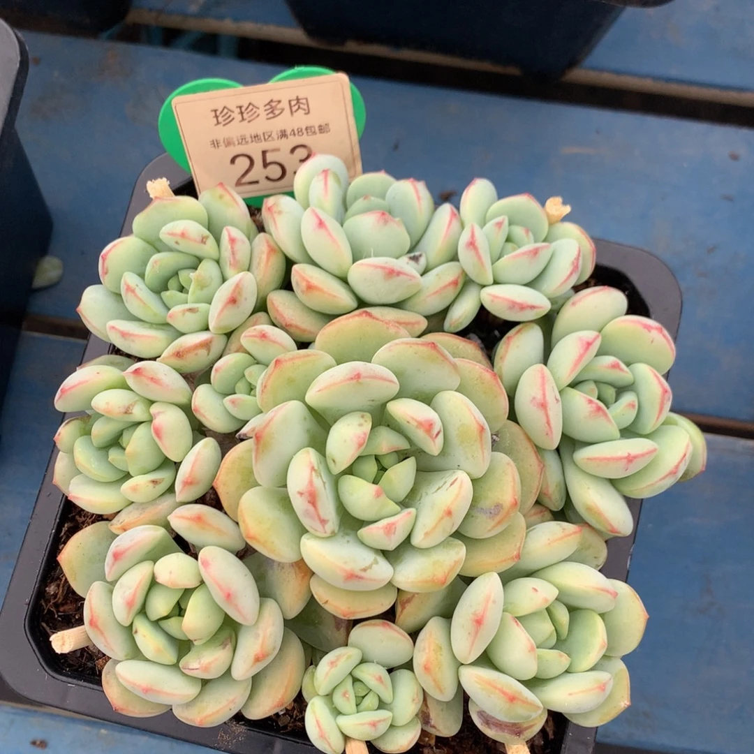 香草老桩无砍捧花253
