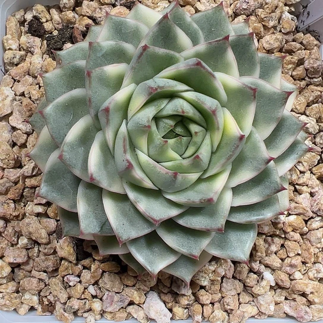 法比奥拉锦多肉植物