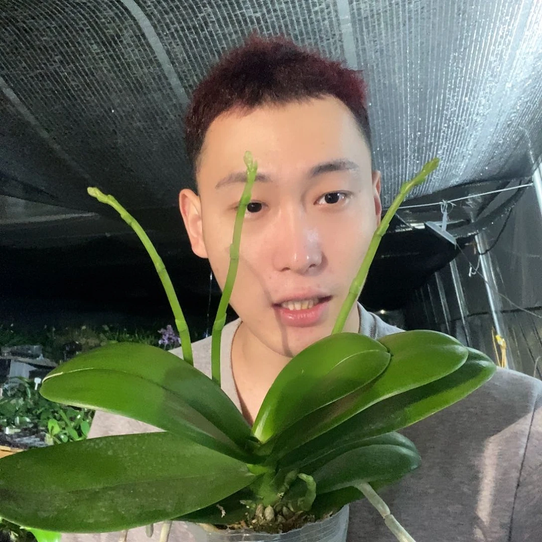 无花朵白天鹅4花剑