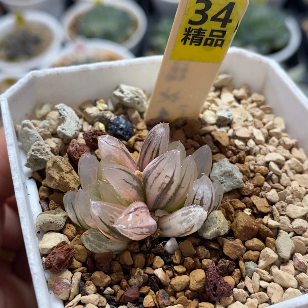 不开花植物34霓虹灯变异