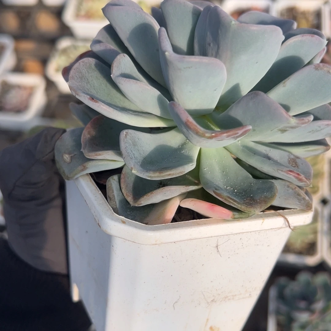 姑***奶美尻锦大单头，少锦