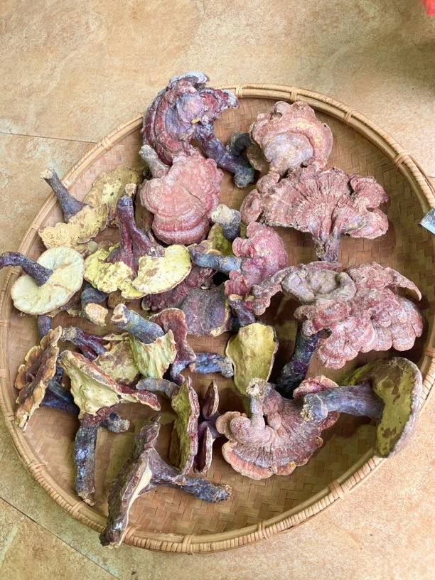 广西深山野生赤灵芝菌香浓味苦精选滋补养生整枝可切片，甘苦