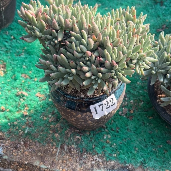 722号绿菊多肉植物