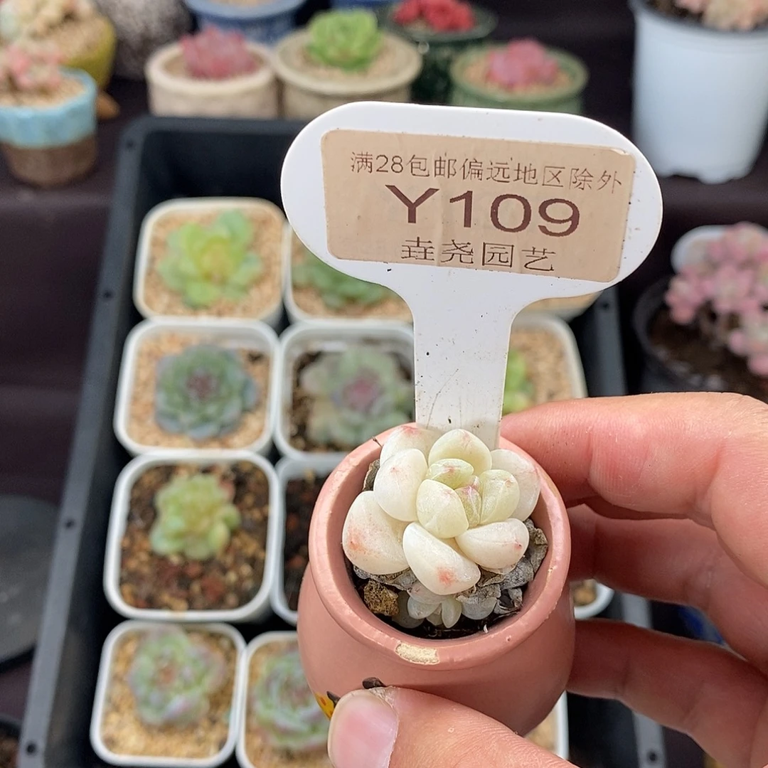 五****0109 冰玉单头 3cm