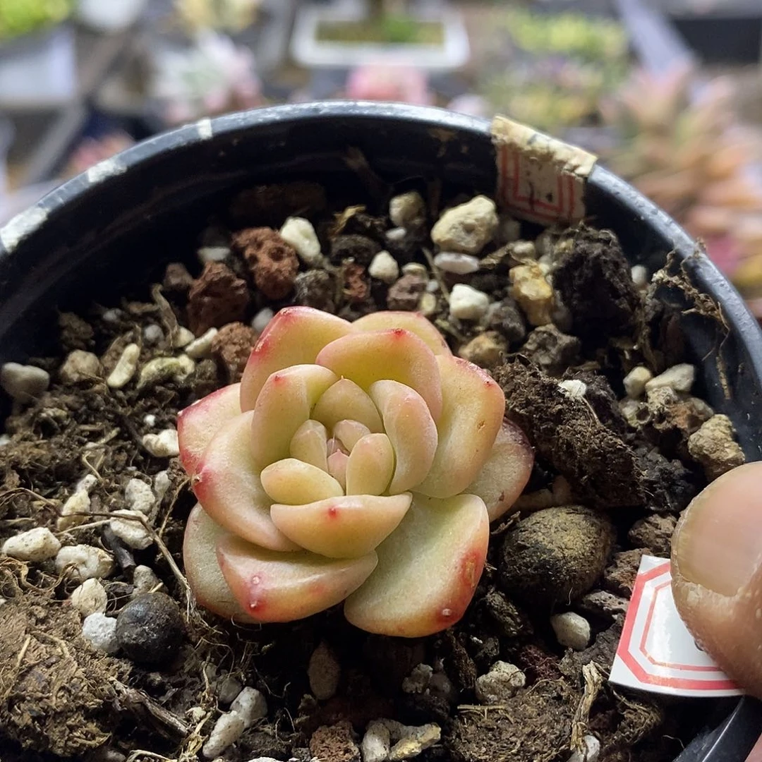 0586不知名杂交多肉