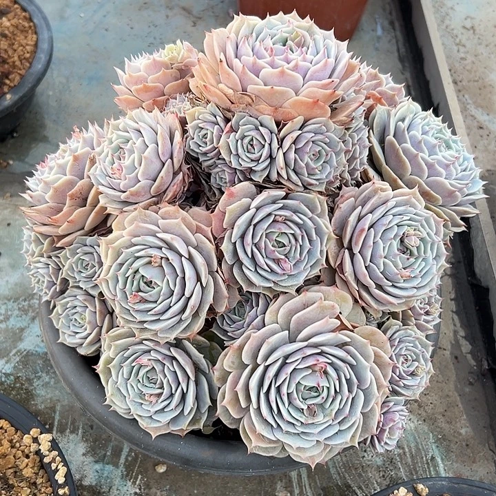 超大露娜莲群生多头多肉