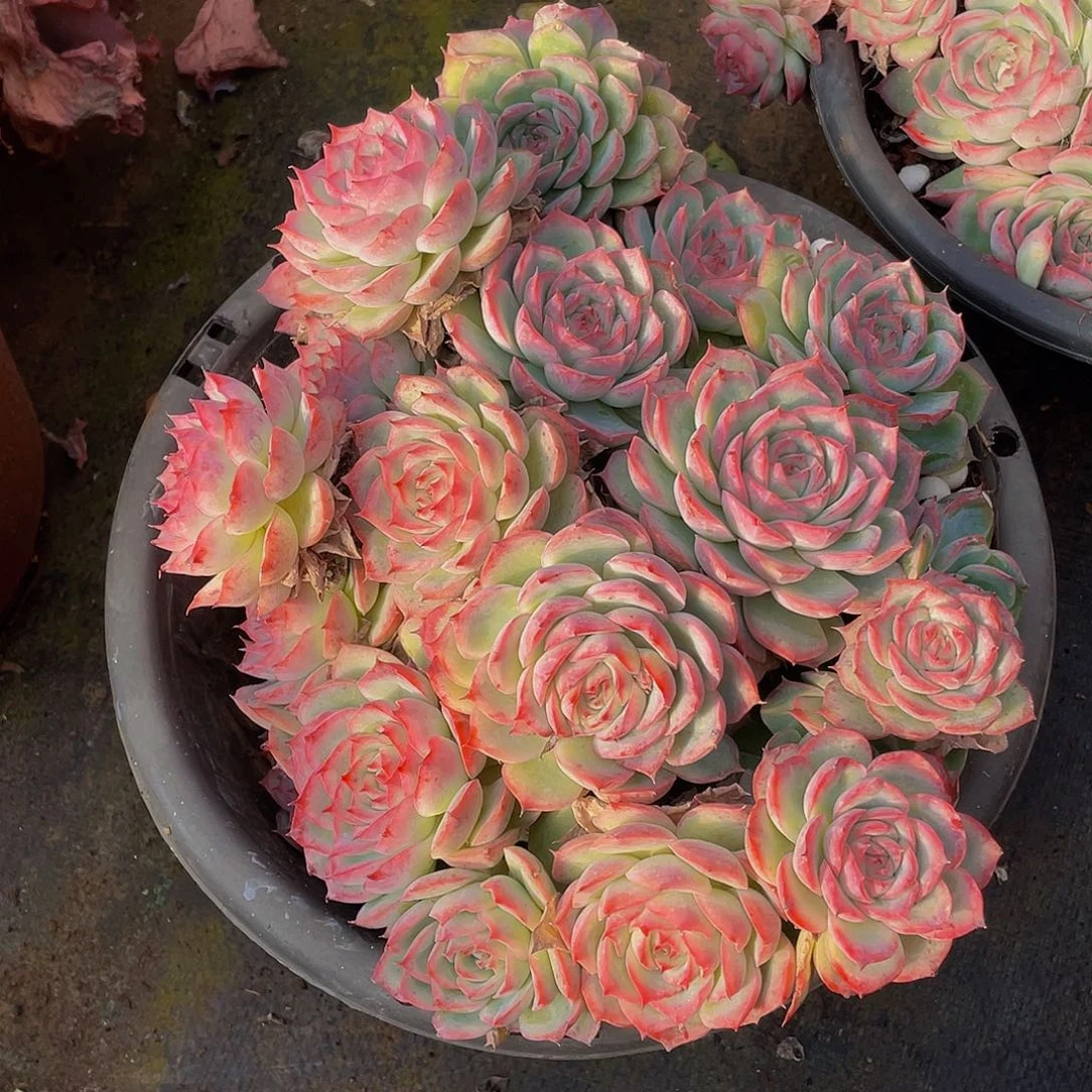 侧影脱土48多肉群生