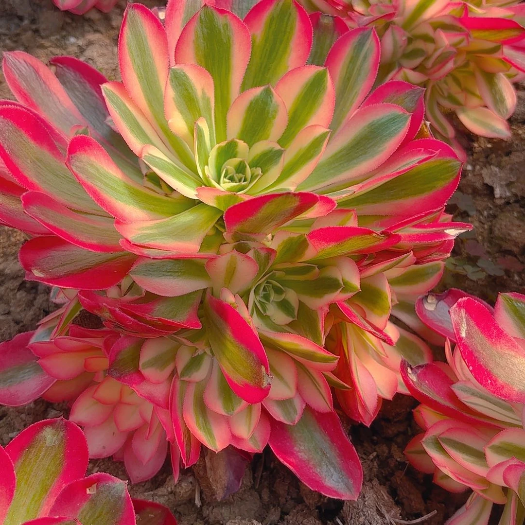 女巫手捧多肉植物