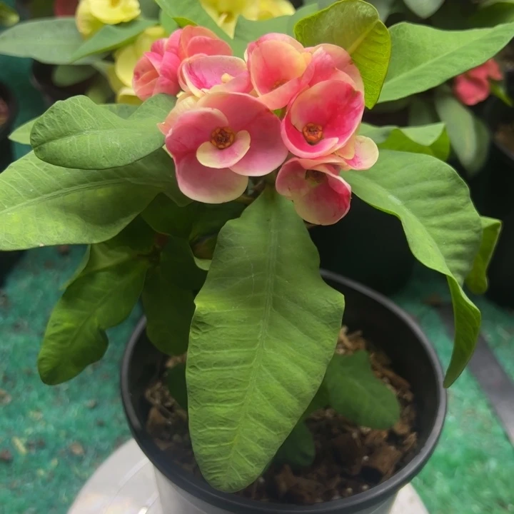 泰品扦插一物一拍