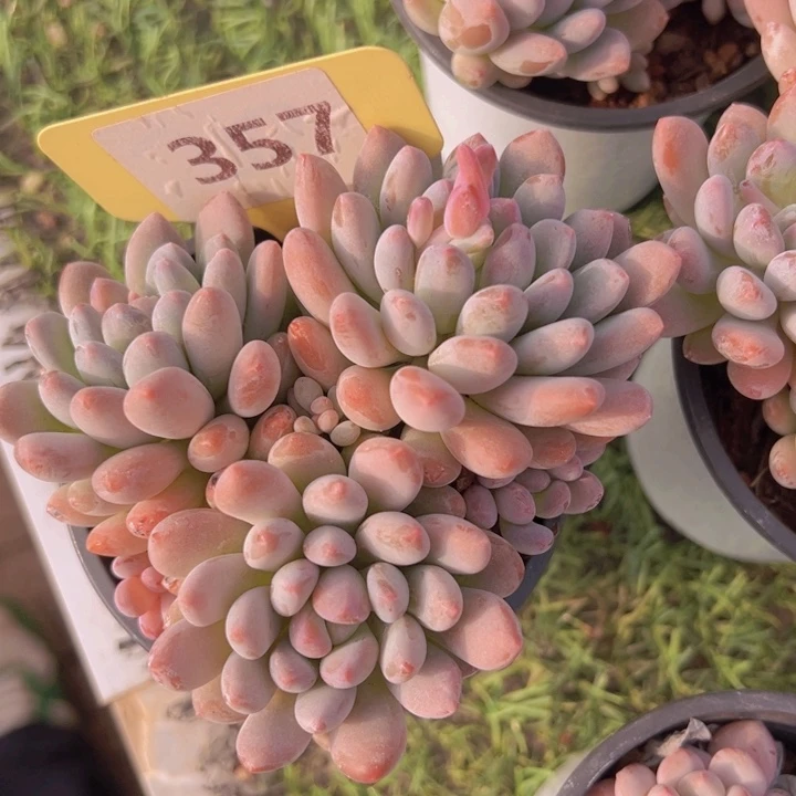 健健康康平平安安