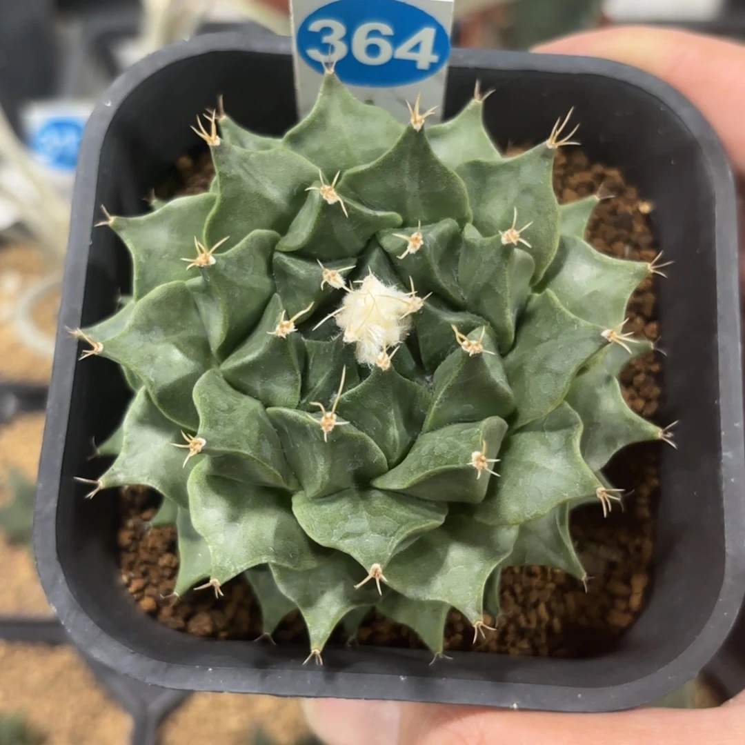 364实生帝冠带盆带土发货的