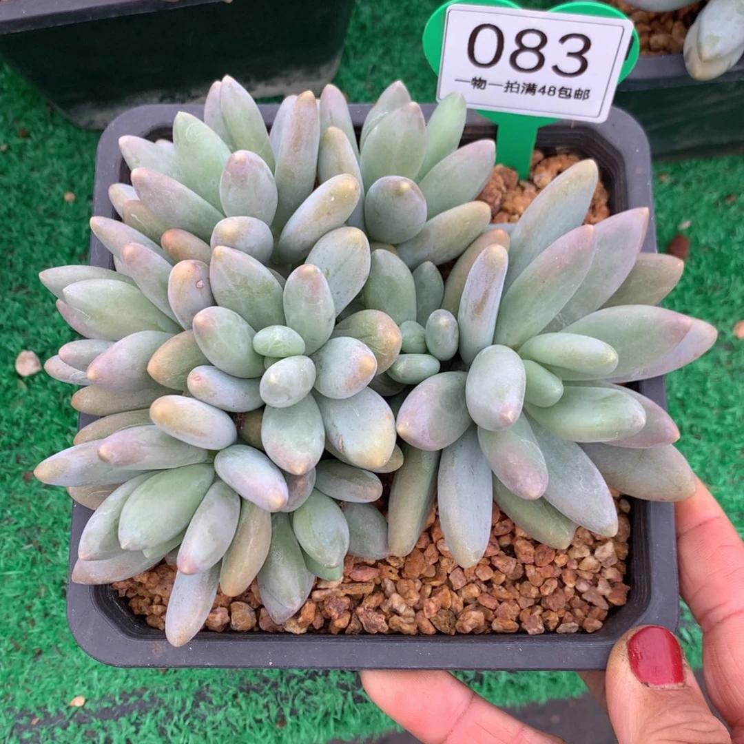 白兰地平头一物一拍