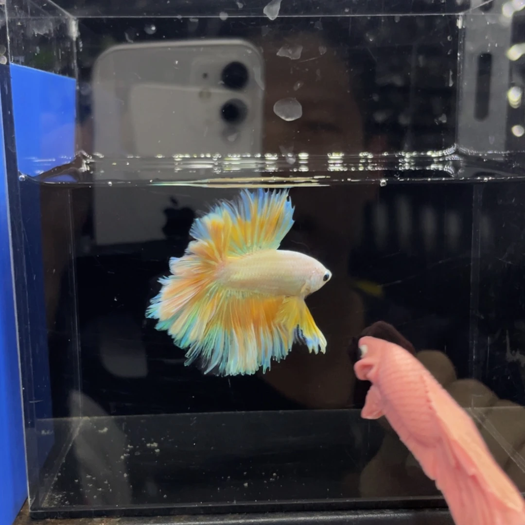 斗鱼哈哈哈哎哈啊542