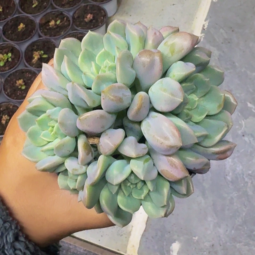 超奶 群生 一物一拍