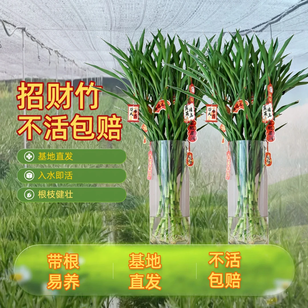 富贵竹水培带根节节高富贵竹桌面植物创意礼品小白友好