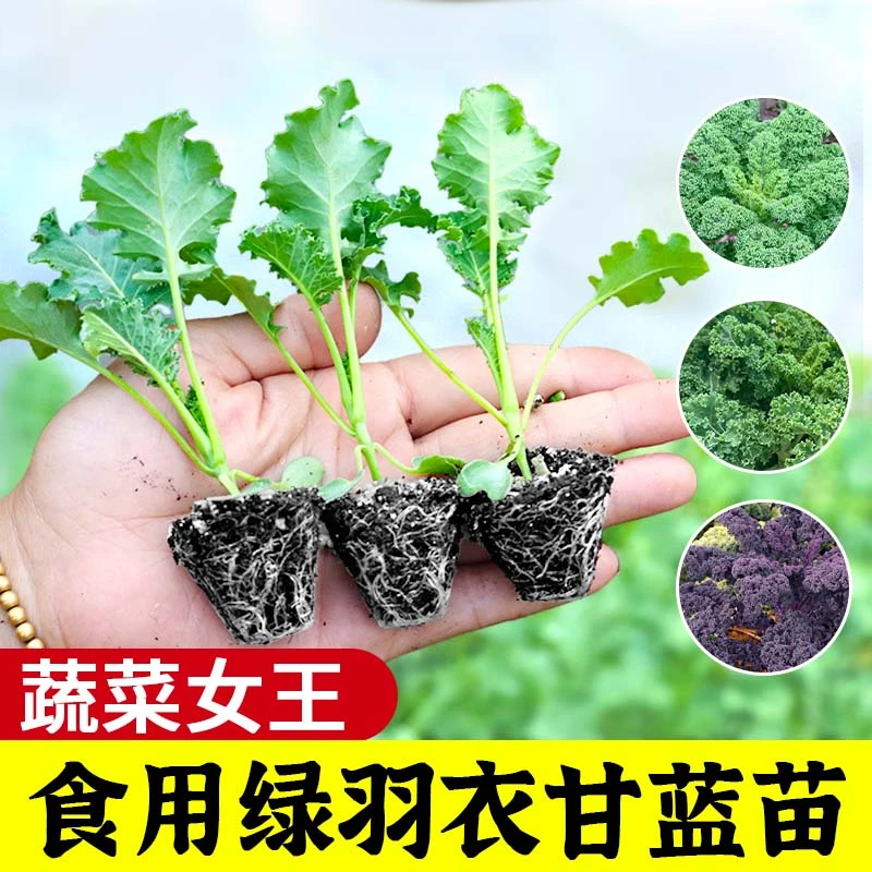 四季可食用绿羽衣甘蓝苗绿紫羽衣粉雨衣甘蓝秧苗种籽春季蔬菜苗