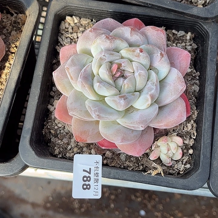 阿雅园艺。     788牛屎冰玉