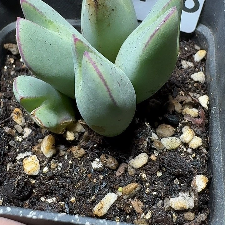 178 多肉植物多肉植物