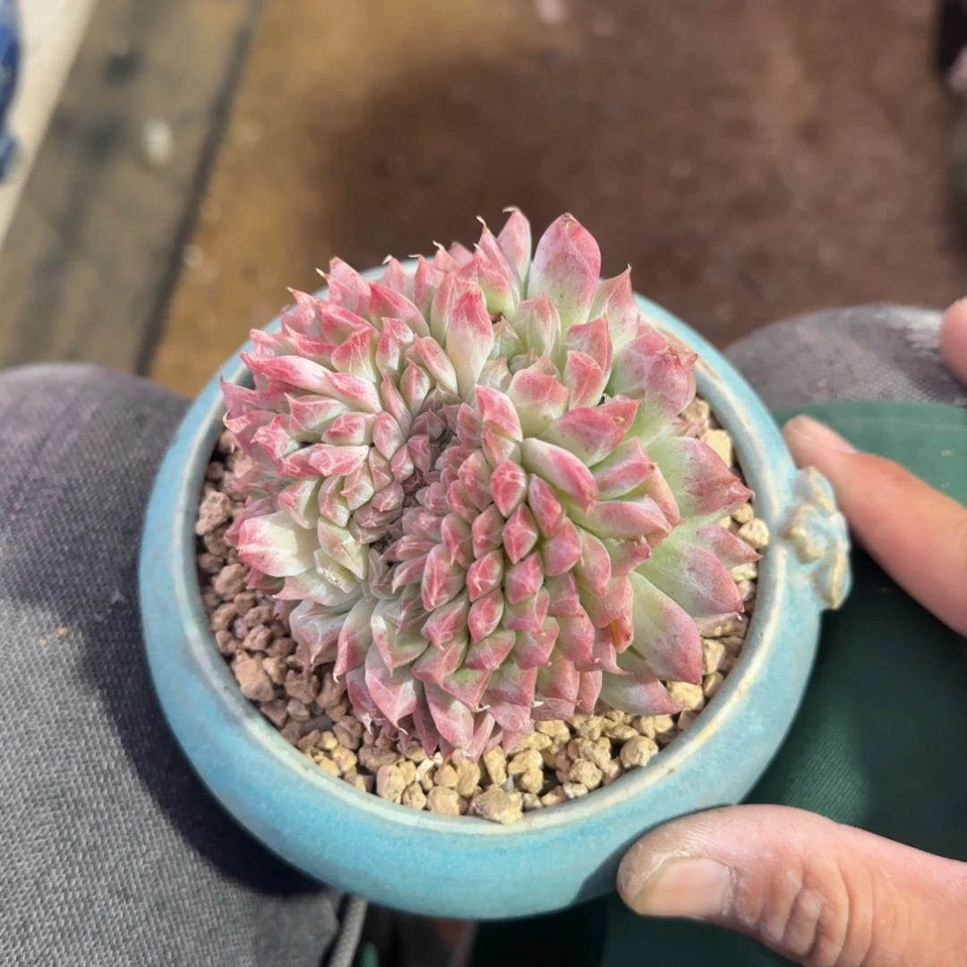 桃熏女王缀五十包邮