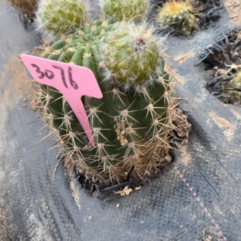 清清170底部有斑不带种子3076