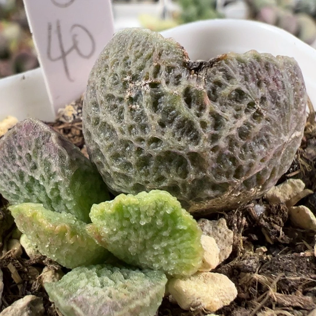 w网纹有干疤特价实生新品