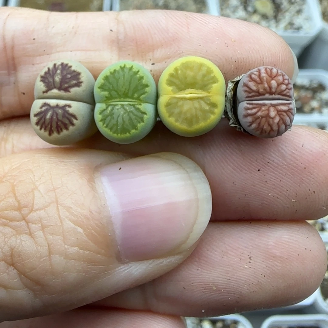 66福利一手二蜕彩菊有绿菊