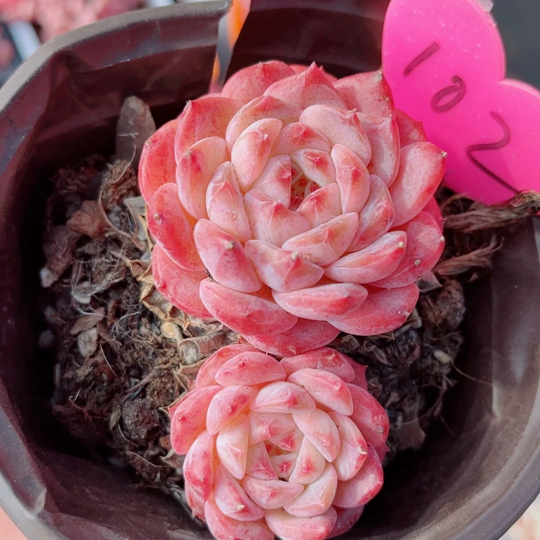 102号小老桩糖钻双头