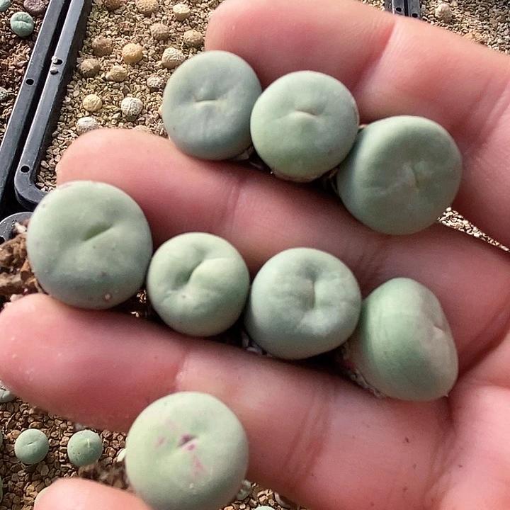 27567嘟嘟嘴一组3颗