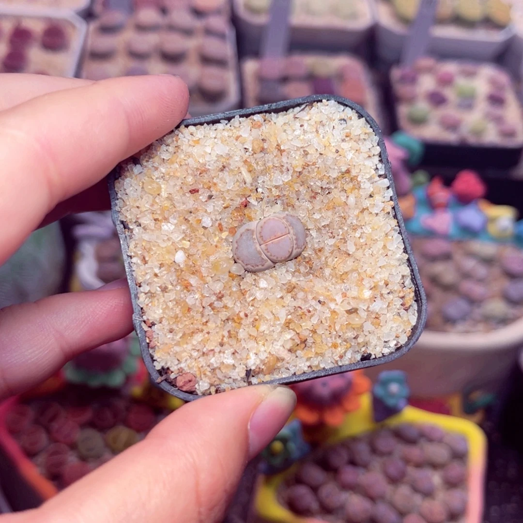 8***惜147号带盆包邮发货