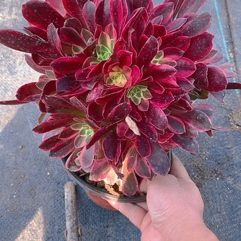 859金丝多肉植物