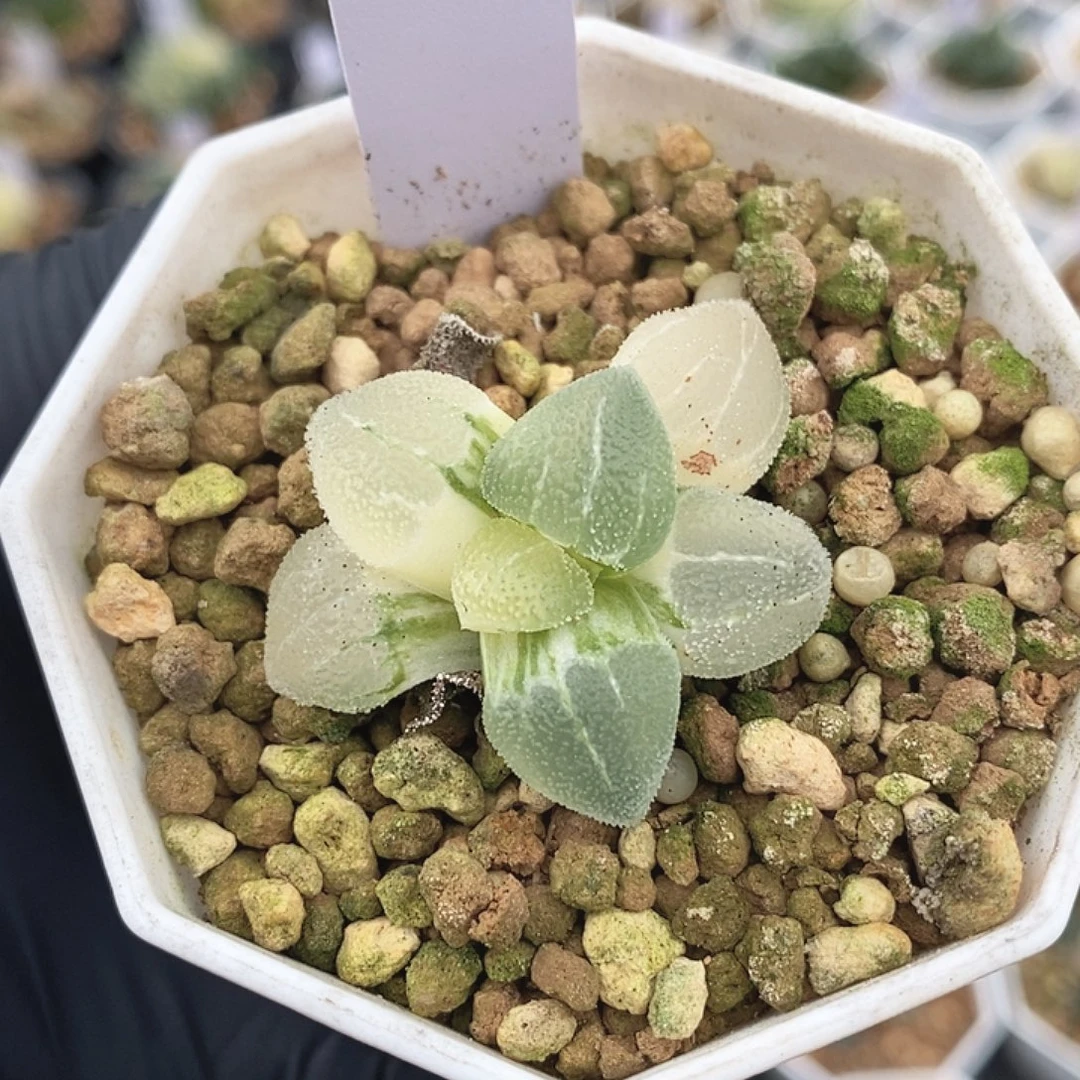 磨面十二卷多肉植物
