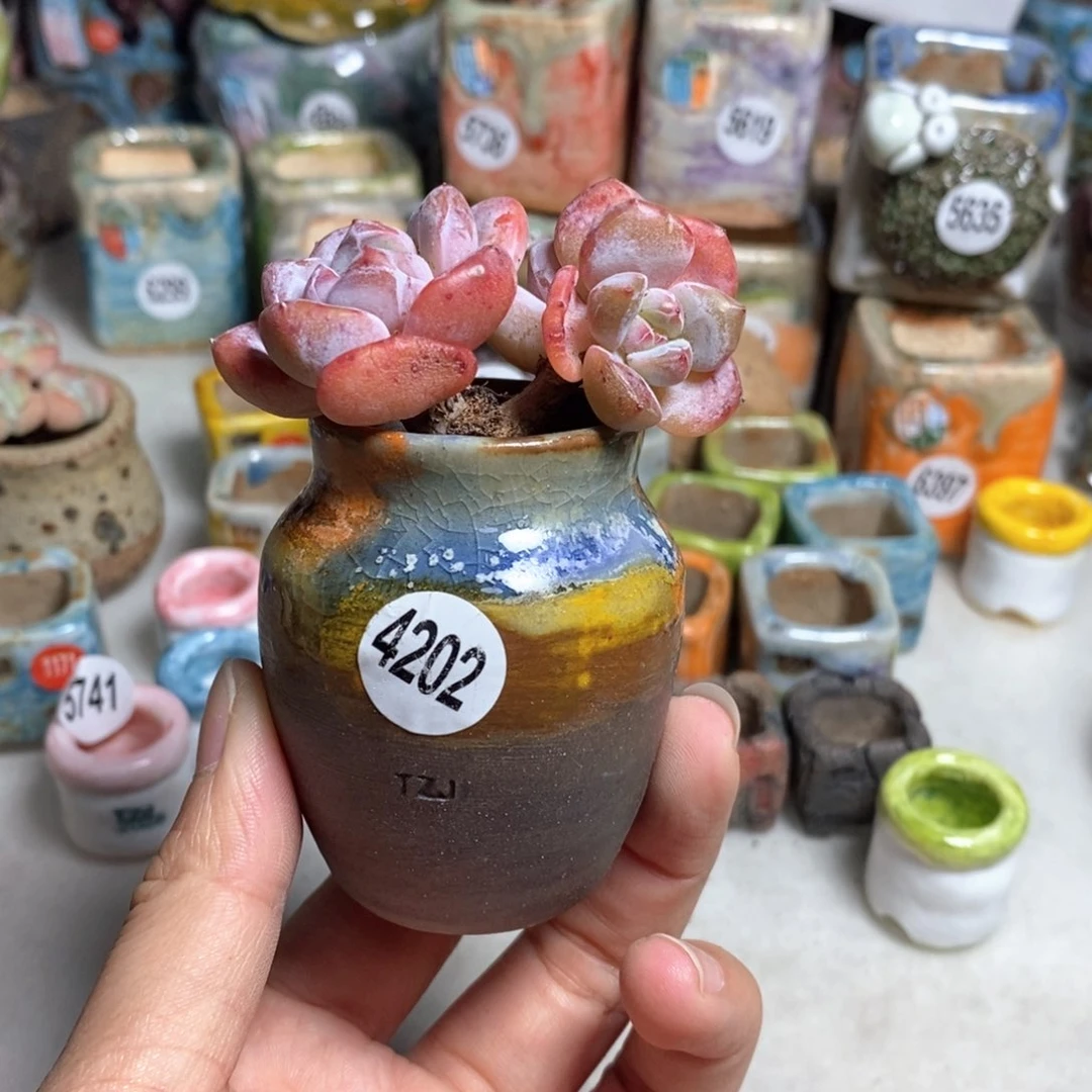 拍5送一个小礼物