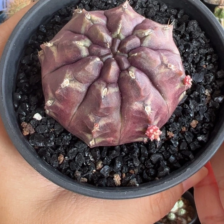 侧芽梦想带盆111111111