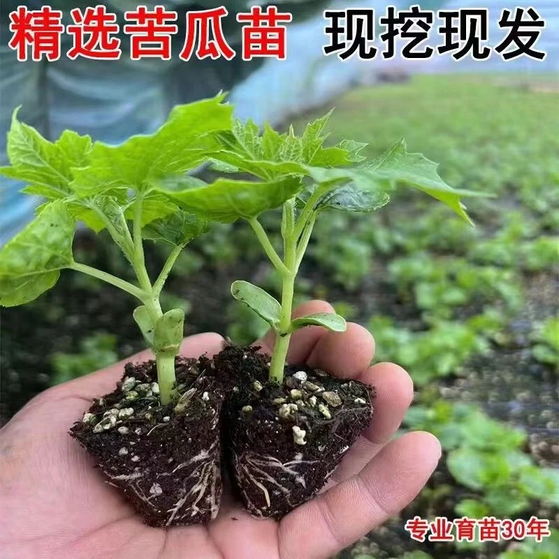 苦瓜苗苦瓜秧苗带土高产早熟大肉苦瓜苗现挖现卖好活基地育苗精选