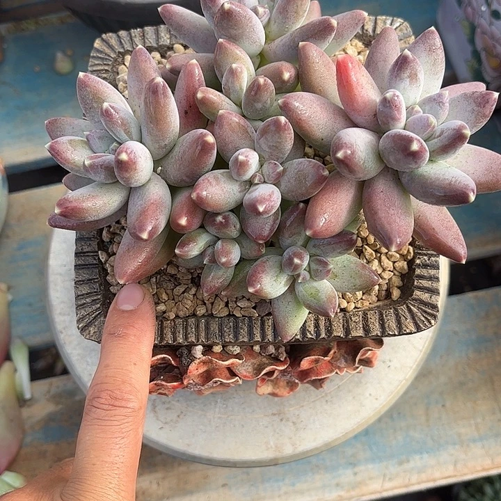 多肉植物一物一拍