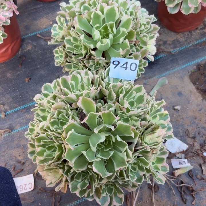 白凤2棵多肉植物不包损940