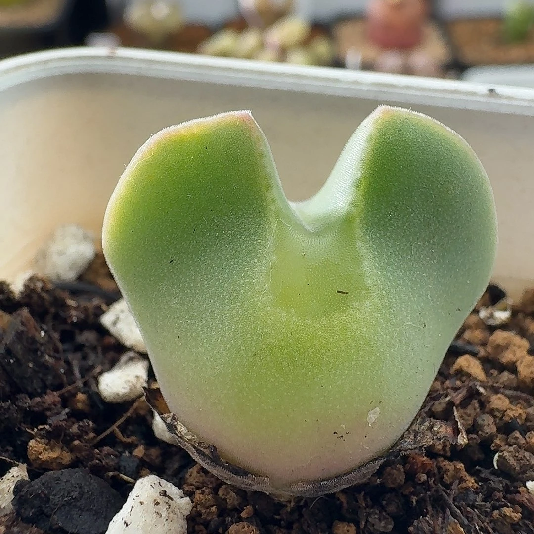 大眼睛空蝉2.2厘米特价包邮