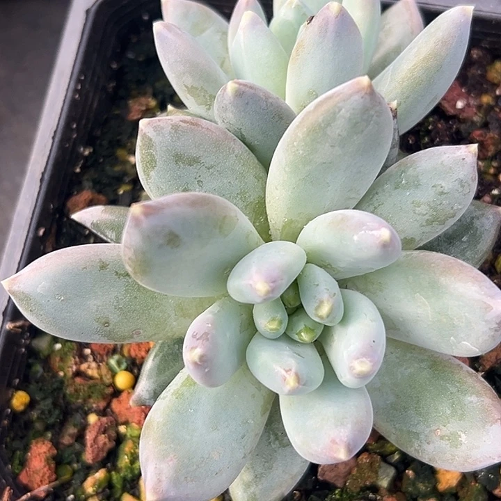 美人特价一物你拍