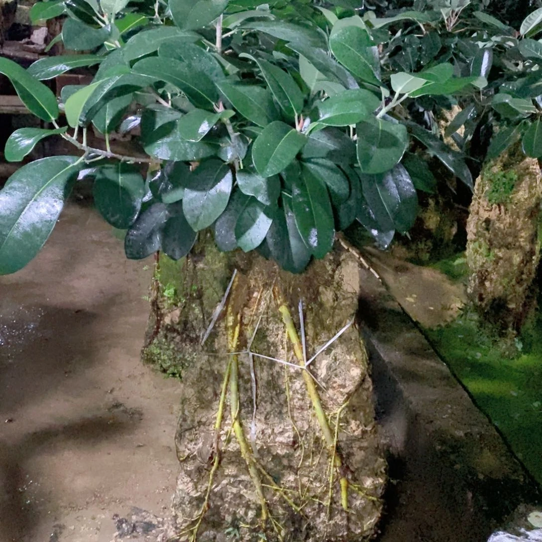 无花朵大叶榕吸水石